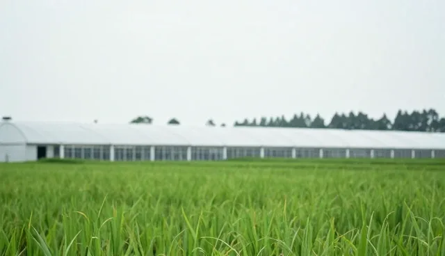 技术外包在定制化系统集成中的适用情况与限制分析
